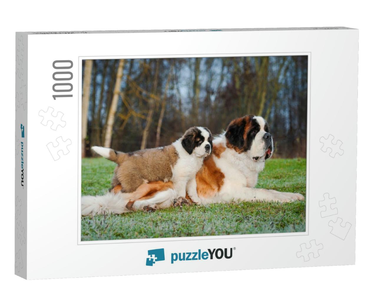Adult & Young Saint Bernard Dogs... Jigsaw Puzzle with 1000 pieces