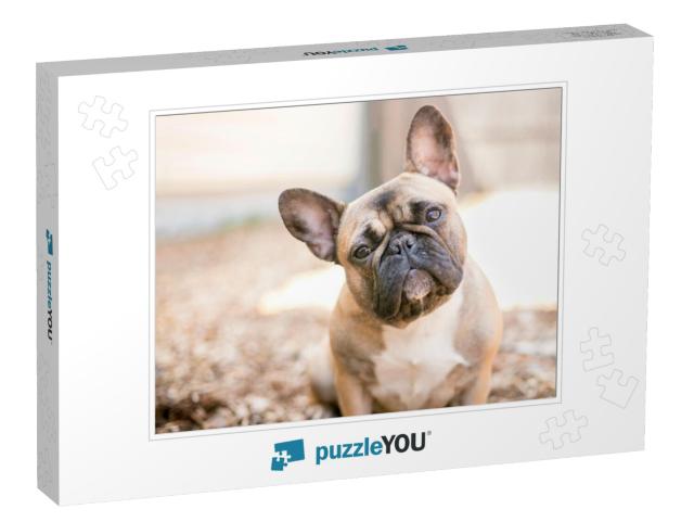 A Cute Fawn Colored French Bulldog... Jigsaw Puzzle