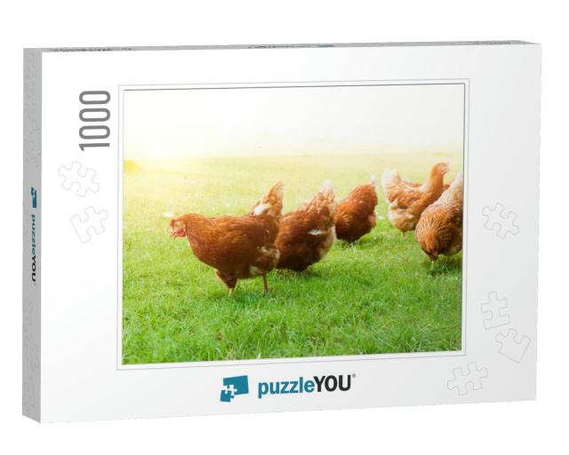 Free-Range Chicken on an Organic Farm, Freely Grazing on... Jigsaw Puzzle with 1000 pieces