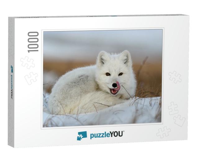 White Arctic Fox Vulpes Lagopus Curled Up on Snow in Arct... Jigsaw Puzzle with 1000 pieces