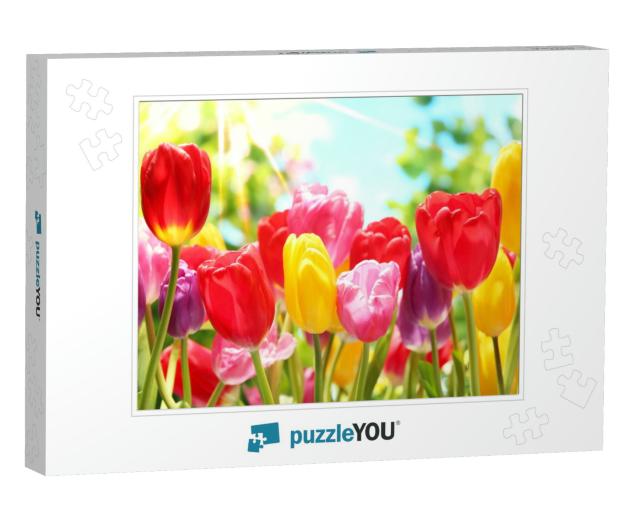 Fresh Colorful Tulips in Warm Sunlight... Jigsaw Puzzle