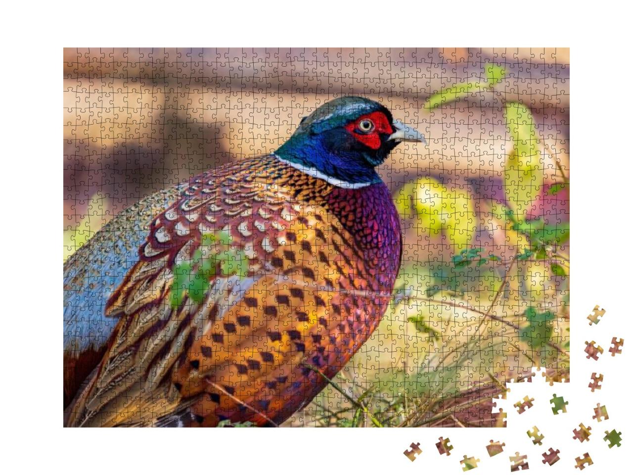 Close Up Shot of Male Ring Necked Pheasant At Oklahoma... Jigsaw Puzzle with 1000 pieces
