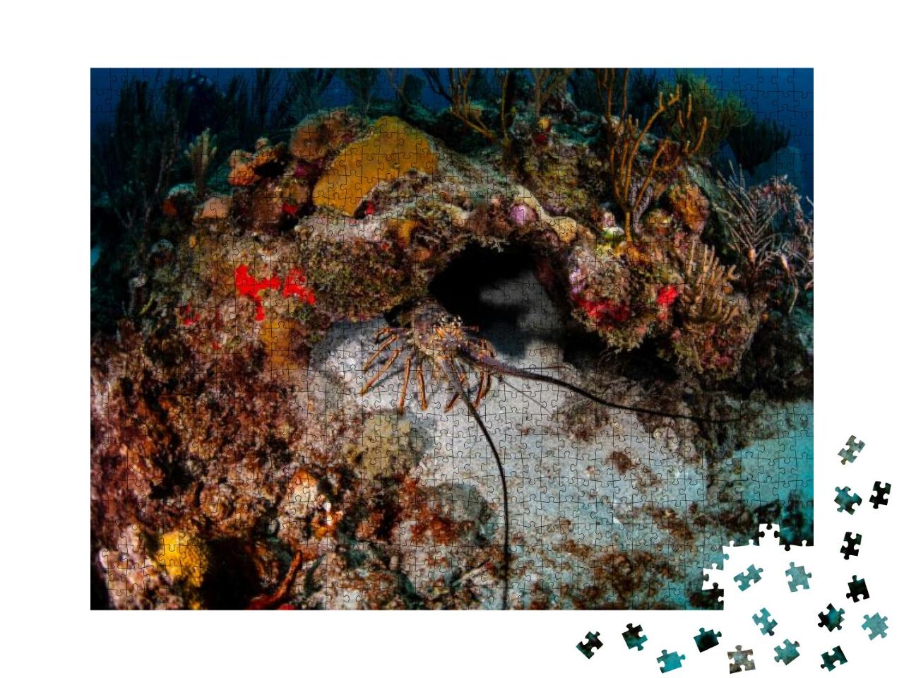 A Lobster Crawling Out of His Hole in the Reef... Jigsaw Puzzle with 1000 pieces