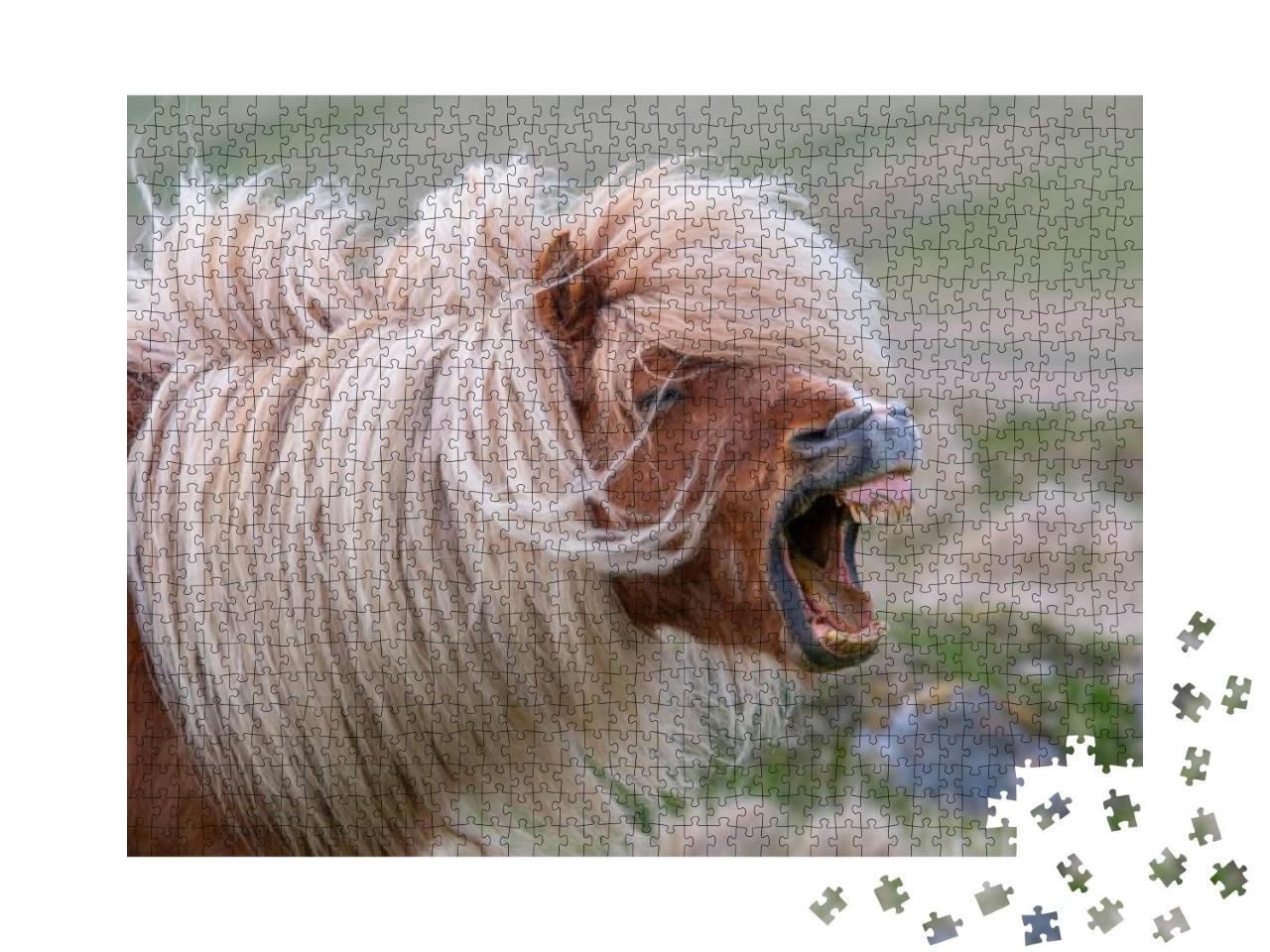A Lone Shetland Pony Brays, Showing His Teeth on a Scotti... Jigsaw Puzzle with 1000 pieces