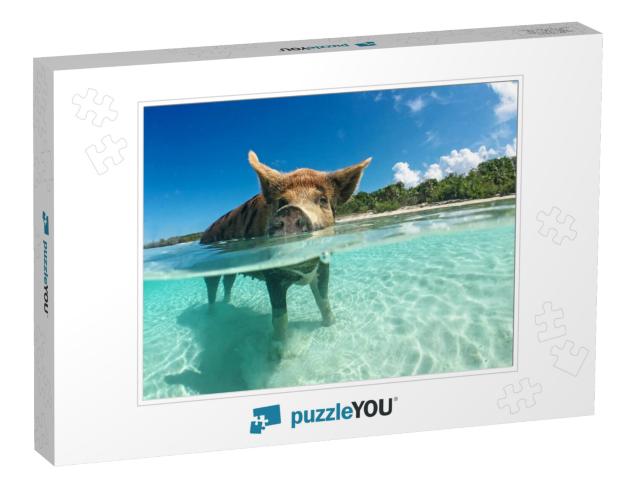 Wild, Swimming Pig on Big Majors Cay in the Bahamas... Jigsaw Puzzle