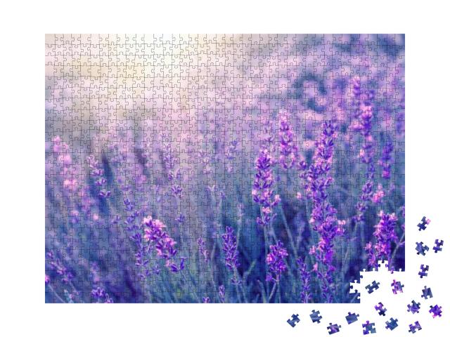 Lavender Bushes Closeup on Sunset. Sunset Gleam Over Purp... Jigsaw Puzzle with 1000 pieces