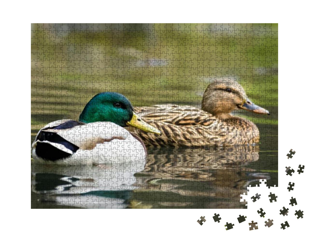 Male & Female Mallard Duck Swimming on a Pond with Green... Jigsaw Puzzle with 1000 pieces