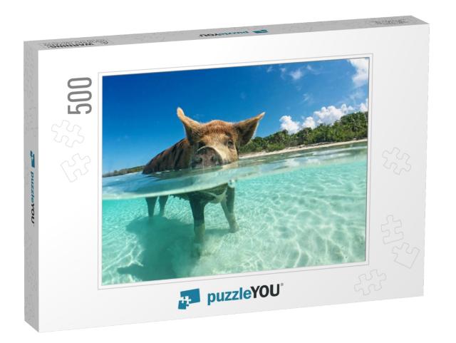 Wild, Swimming Pig on Big Majors Cay in the Bahamas... Jigsaw Puzzle with 500 pieces