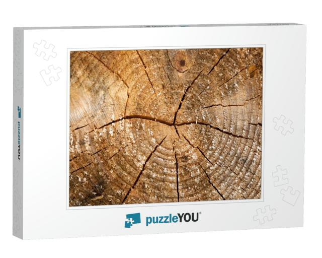 Tree Rings Old Weathered Wood Texture with the Cross Sect... Jigsaw Puzzle
