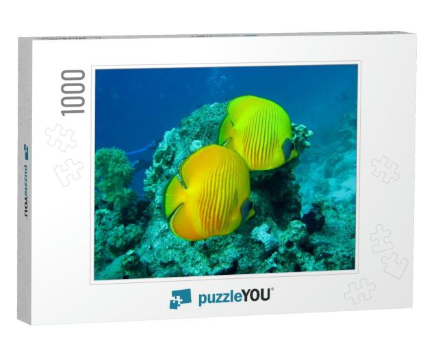 Beautiful & Diverse Coral Reef with Fishes of the Red Sea... Jigsaw Puzzle with 1000 pieces