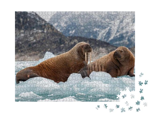 Walrus & Her Pup Floating on Ice in a Fjord, Eastern Gree... Jigsaw Puzzle with 1000 pieces