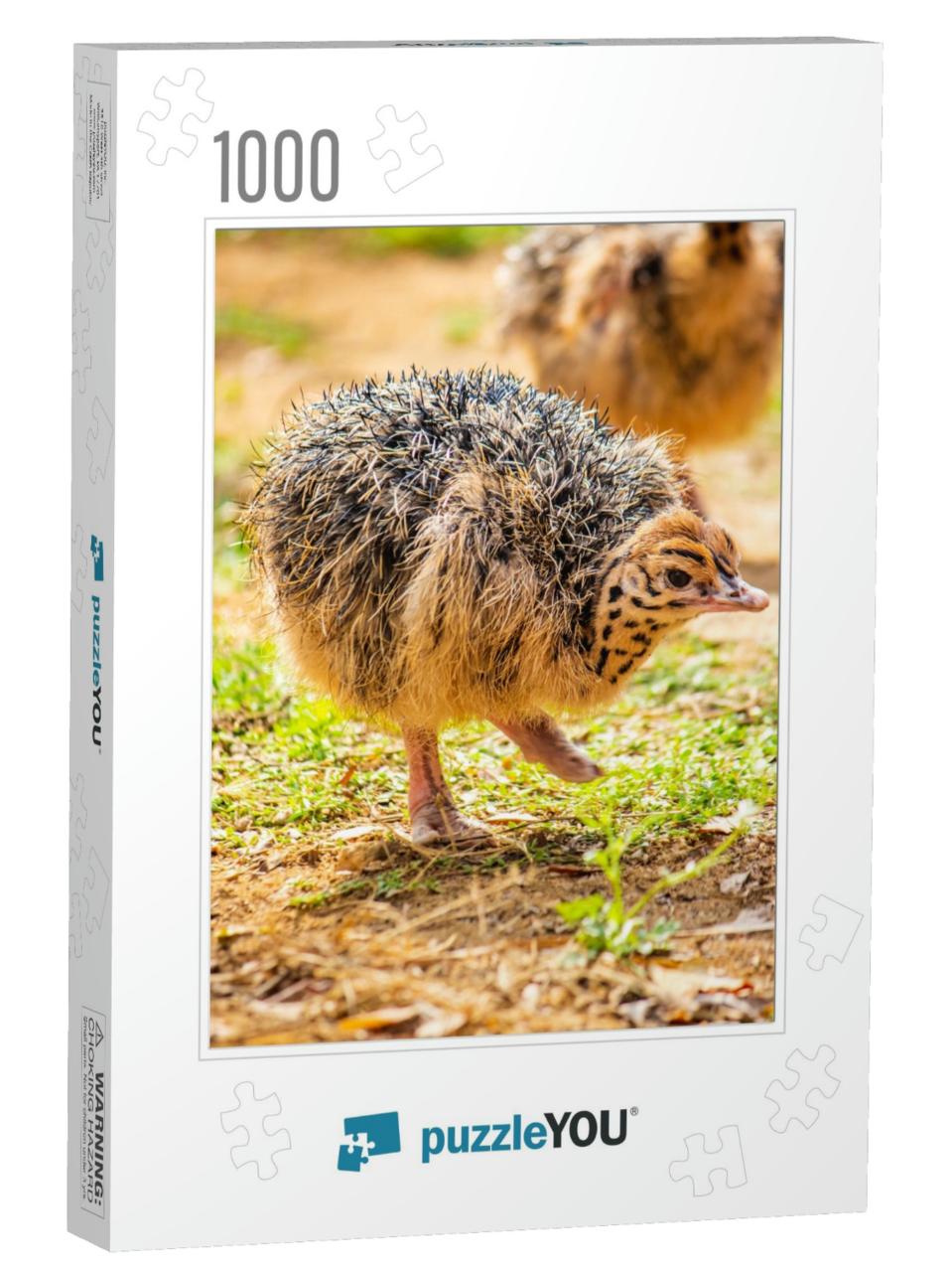 Baby Ostrich Portrait. Solo Baby Ostrich Stand on Forest... Jigsaw Puzzle with 1000 pieces
