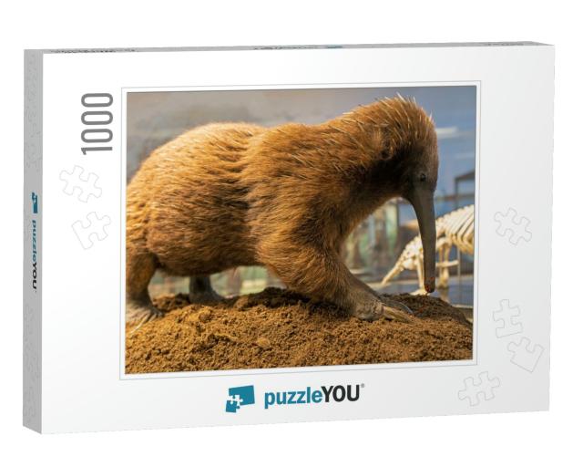 Australian Long Beaked Echidna, Spiny Anteater... Jigsaw Puzzle with 1000 pieces