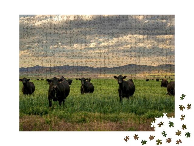 Herd of Black Angus Cattle in Grass Field with Evening Sk... Jigsaw Puzzle with 1000 pieces