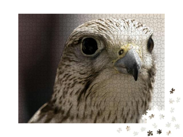 Portrait of a Beautiful Raptor or Bird of Prey... Jigsaw Puzzle with 1000 pieces