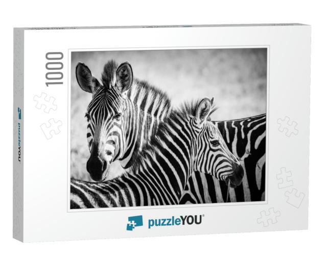 A Zebra Mother Feeds Her Cub in the Serengeti National Pa... Jigsaw Puzzle with 1000 pieces