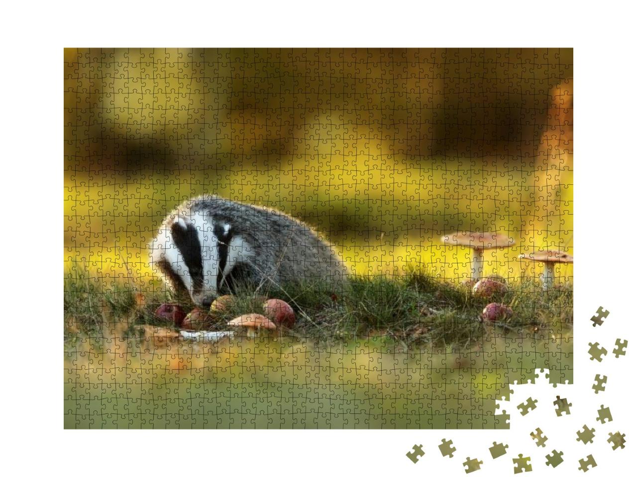 European Badger is Eating Apples... Jigsaw Puzzle with 1000 pieces