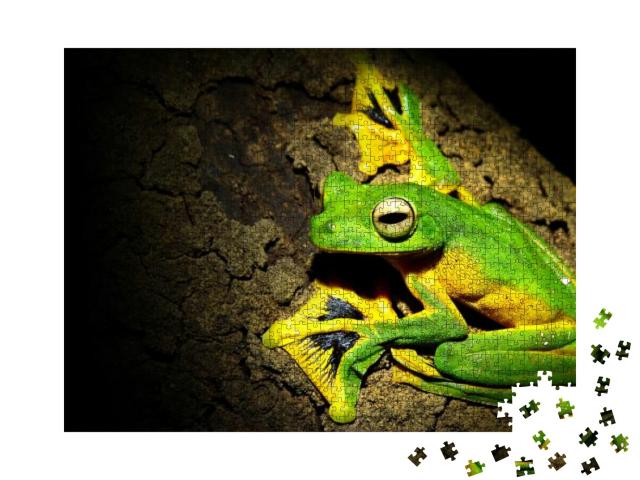 Rhacophorus Nigropalmatus Wallace's Tree Frog Clinging to... Jigsaw Puzzle with 1000 pieces