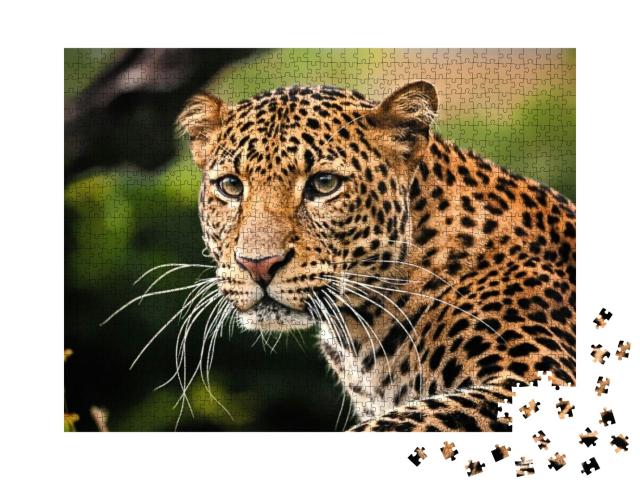 The Portrait of Javan Leopard... Jigsaw Puzzle with 1000 pieces