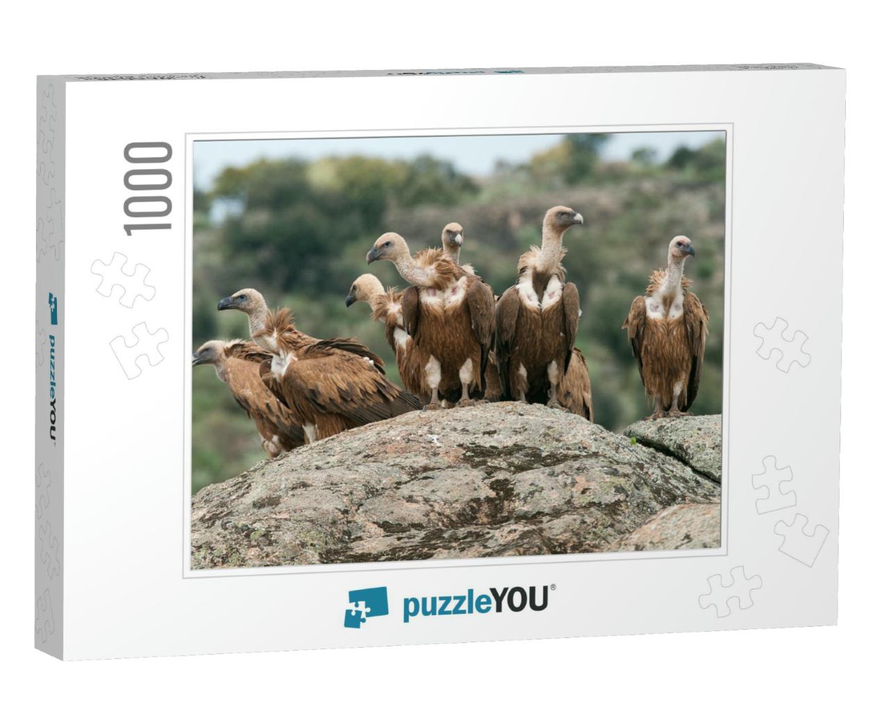 Griffon Vulture Gyps Fulvus Group Perched on Rocks... Jigsaw Puzzle with 1000 pieces