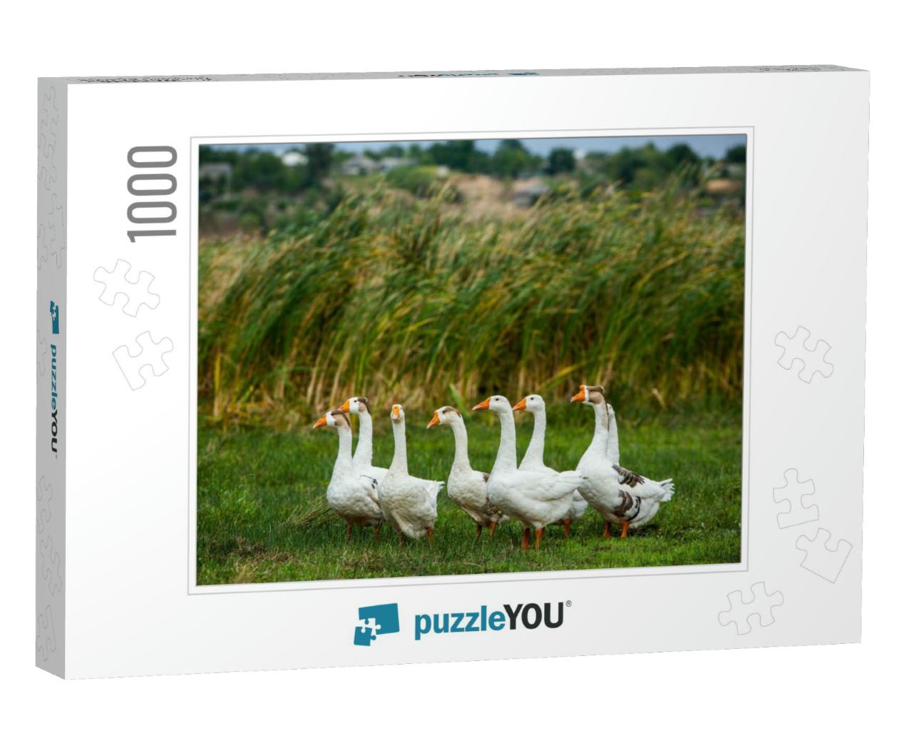 White Goose. Swimming Geese. Domestic Geese Swim in the P... Jigsaw Puzzle with 1000 pieces