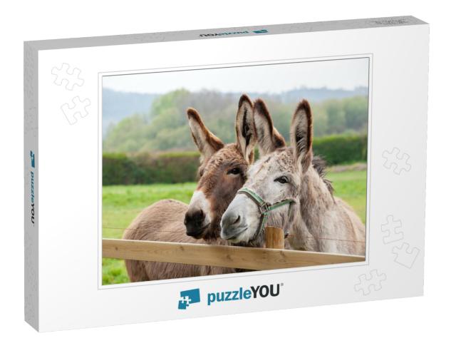 Family of Donkeys Outdoors in Spring. Couple of Donkeys o... Jigsaw Puzzle