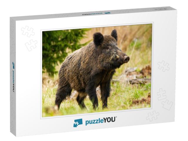 Dominant Wild Boar, Sus Scrofa, Male Sniffing with Massiv... Jigsaw Puzzle