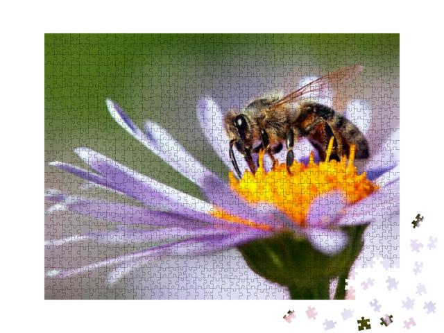 Detail of Honeybee in Latin Apis Mellifera, European or W... Jigsaw Puzzle with 1000 pieces