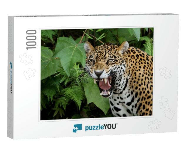 Jaguar in the Amazon Forest... Jigsaw Puzzle with 1000 pieces