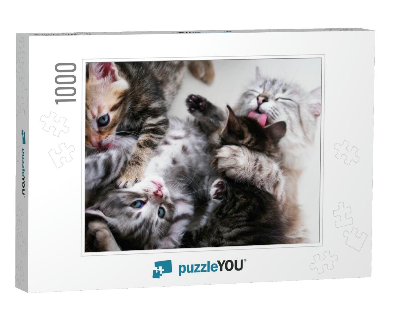 Mother Cat & Kittens... Jigsaw Puzzle with 1000 pieces