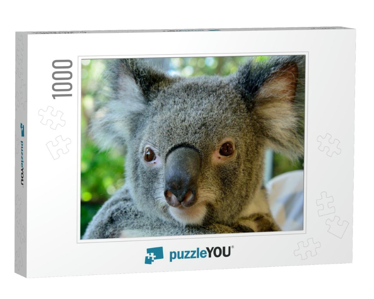 Portrait of Koala in Queensland, Australia... Jigsaw Puzzle with 1000 pieces