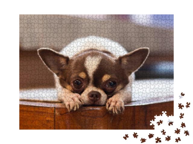 Lonely Dog, Red Nose Chihuahua Dog... Jigsaw Puzzle with 1000 pieces