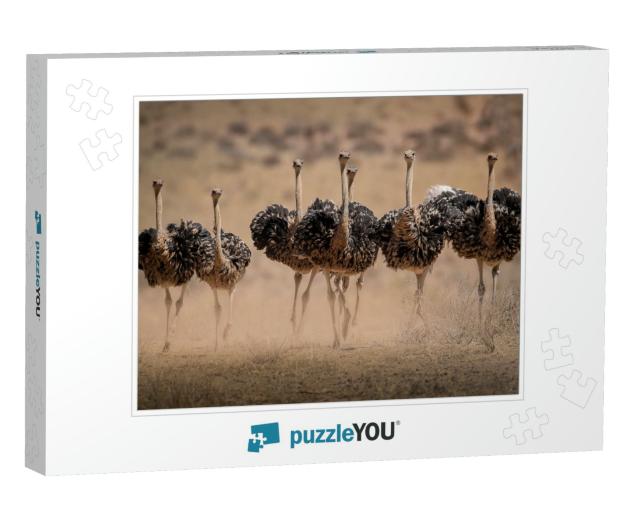 Ostrich Hens Are Kicking Up Dust as They Try to Escape th... Jigsaw Puzzle