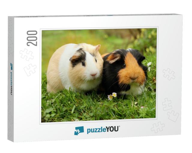 Two Cute Guinea Pigs... Jigsaw Puzzle with 200 pieces