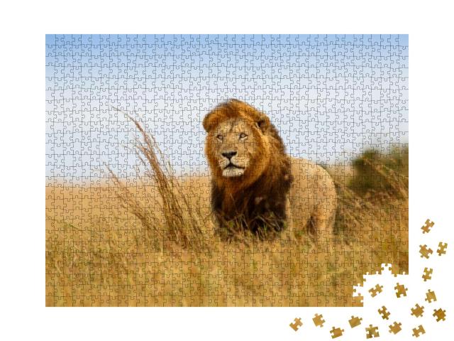 Beautiful Lion Caesar in the Golden Grass of Masai Mara... Jigsaw Puzzle with 1000 pieces