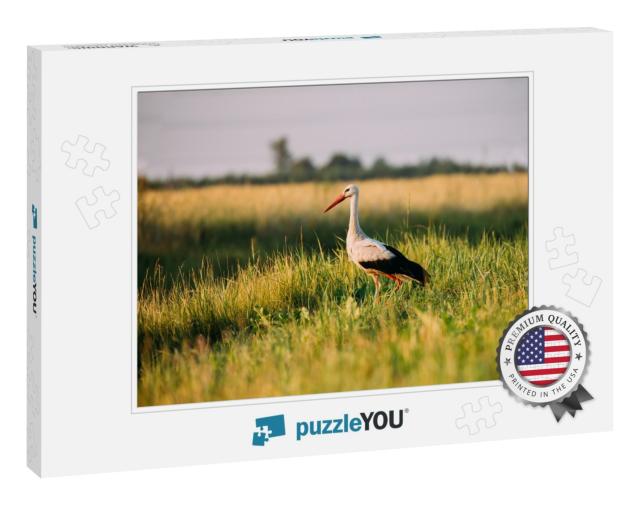 Belarus. Adult European White Stork Standing in Green Sum... Jigsaw Puzzle