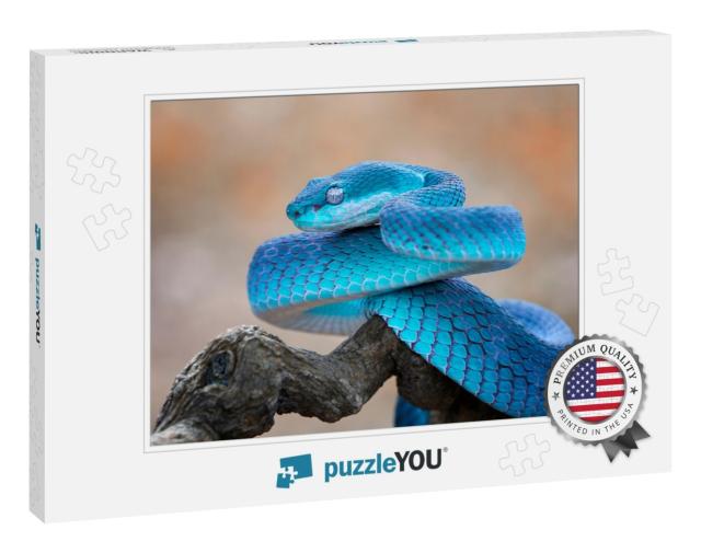 Blue Viper Snake Closeup Face, Viper Snake, Blue Insulari... Jigsaw Puzzle