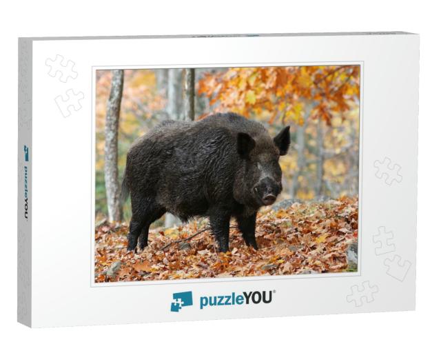 Male Wild-Boar in Autumn Forest... Jigsaw Puzzle