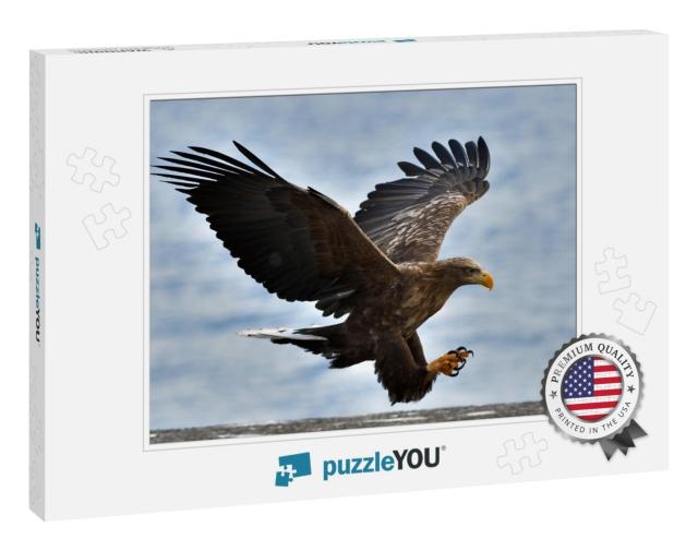 Adult White-Tailed Eagle in Flight. Blue Sky Background... Jigsaw Puzzle