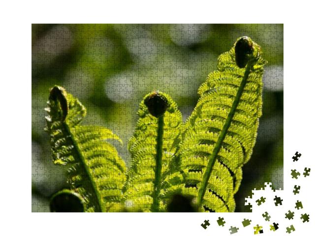 Group of Three Green Fern Spiral Sprouts Unrolling & Erec... Jigsaw Puzzle with 1000 pieces