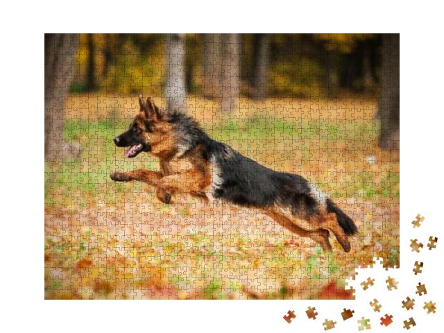 German Shepherd Dog Playing in Autumn... Jigsaw Puzzle with 1000 pieces