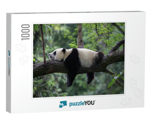 Panda Bear Sleeping on a Tree Branch, China Wildlife. Bif... Jigsaw Puzzle with 1000 pieces
