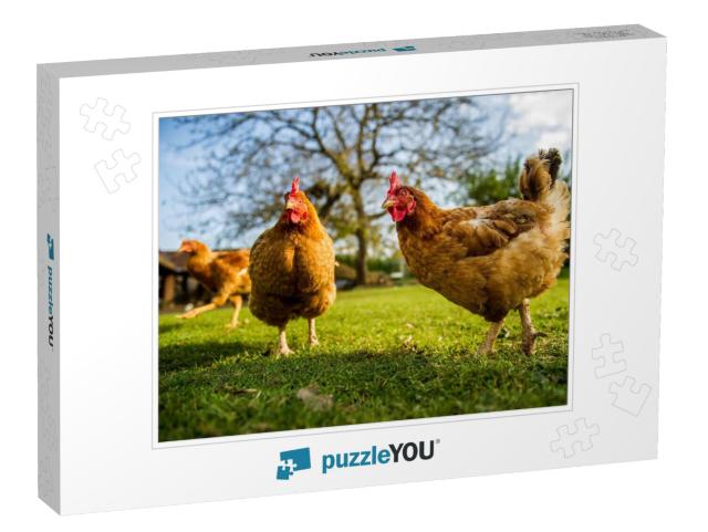 Free Range Chicken on a Traditional Poultry Farm... Jigsaw Puzzle