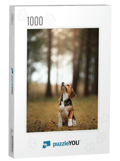 Dog on Nature in the Park. Beagle Puppy. Pet for a Walk... Jigsaw Puzzle with 1000 pieces