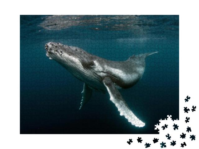 Humpback Whale Calf... Jigsaw Puzzle with 1000 pieces