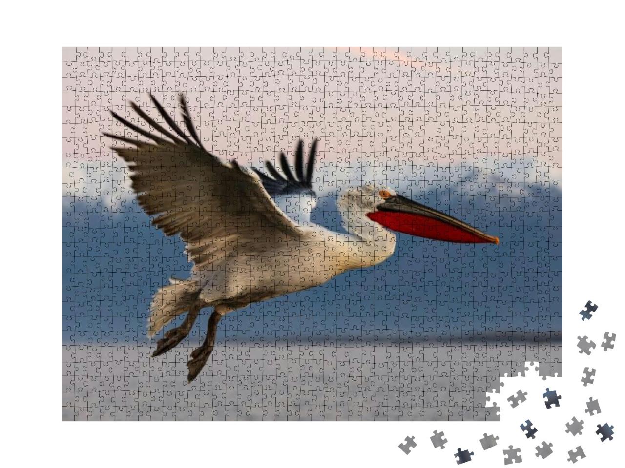 Dalmatian Pelican in Flight. Pelicans from Kerkini Lake... Jigsaw Puzzle with 1000 pieces