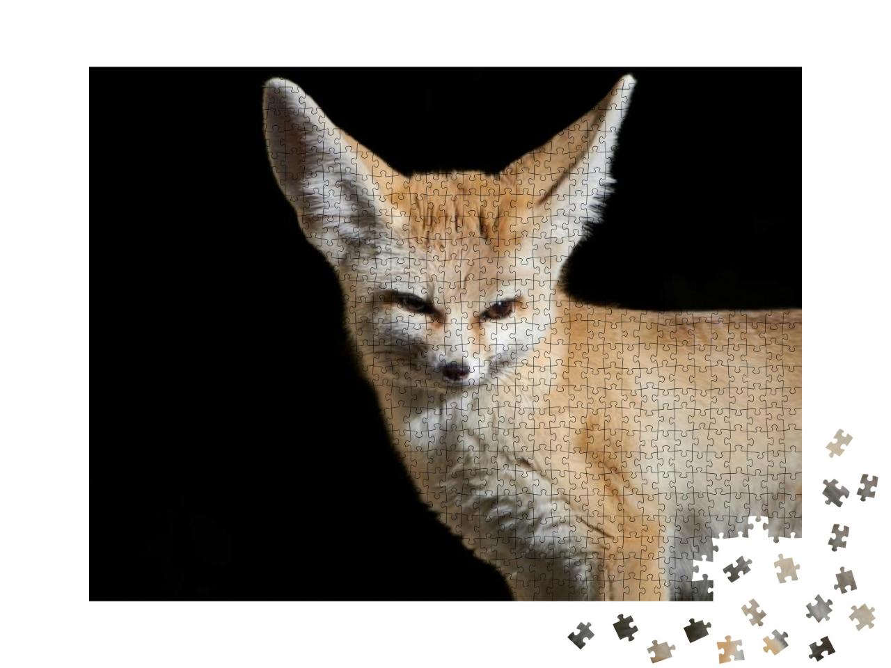 Close-Up of a Fennec Fox Vulpes Zerda with Large Ears Iso... Jigsaw Puzzle with 1000 pieces