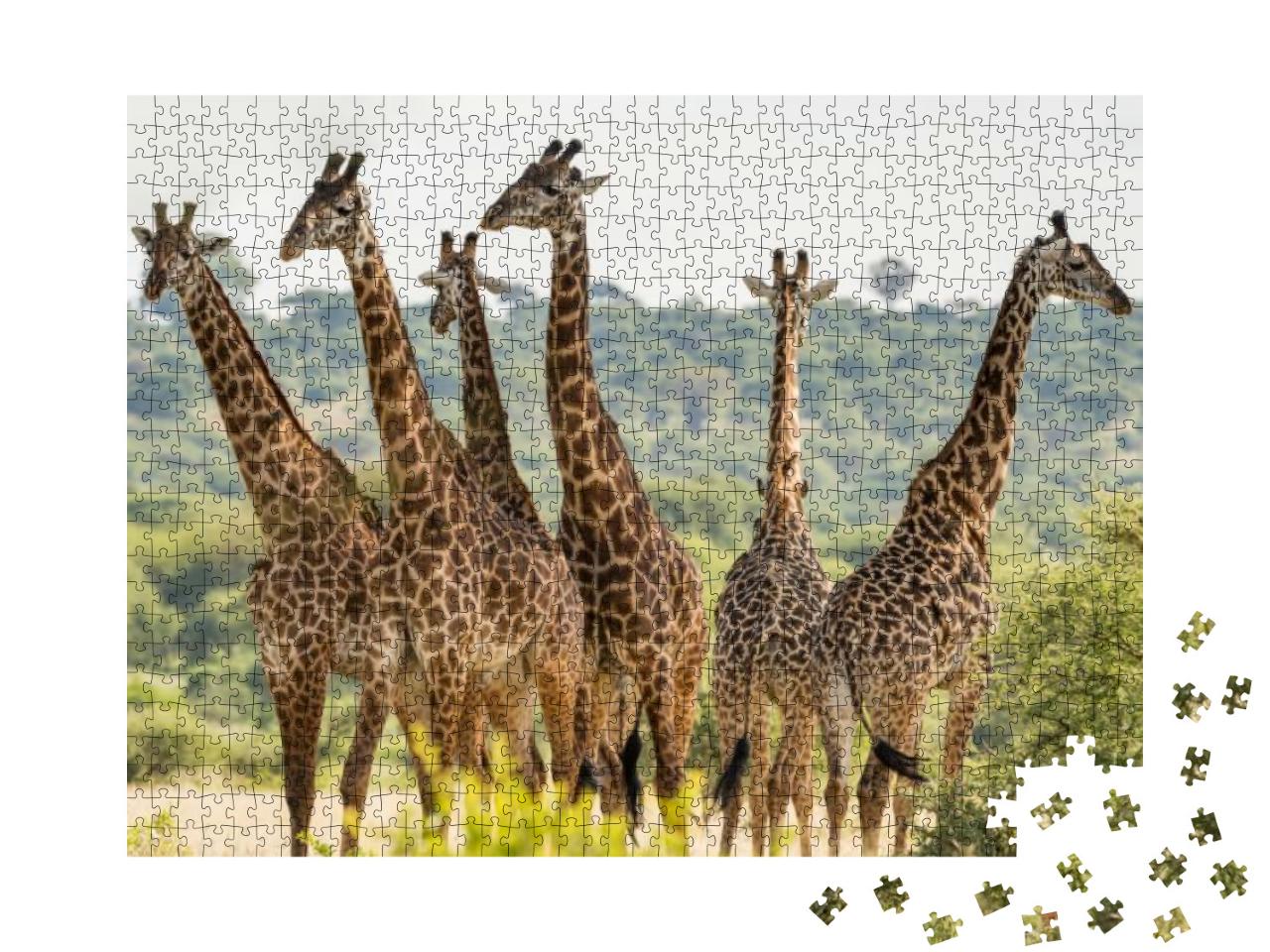Group of Six Giraffes in Tarangire National Park, Tanzani... Jigsaw Puzzle with 1000 pieces