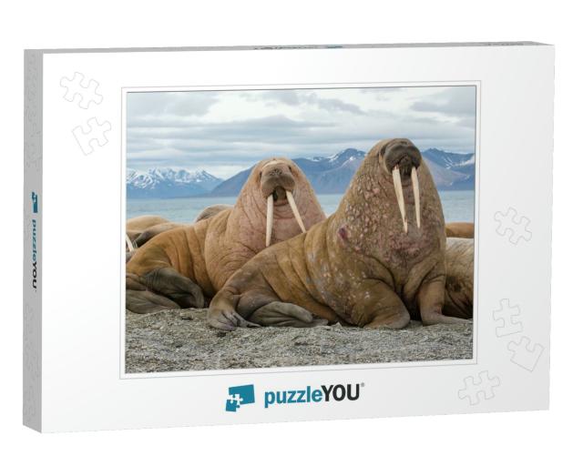 The Walrus is a Marine Mammal, the Only Modern Species of... Jigsaw Puzzle