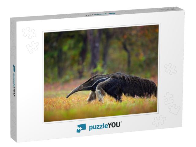 Anteater, Cute Animal from Brazil... Jigsaw Puzzle